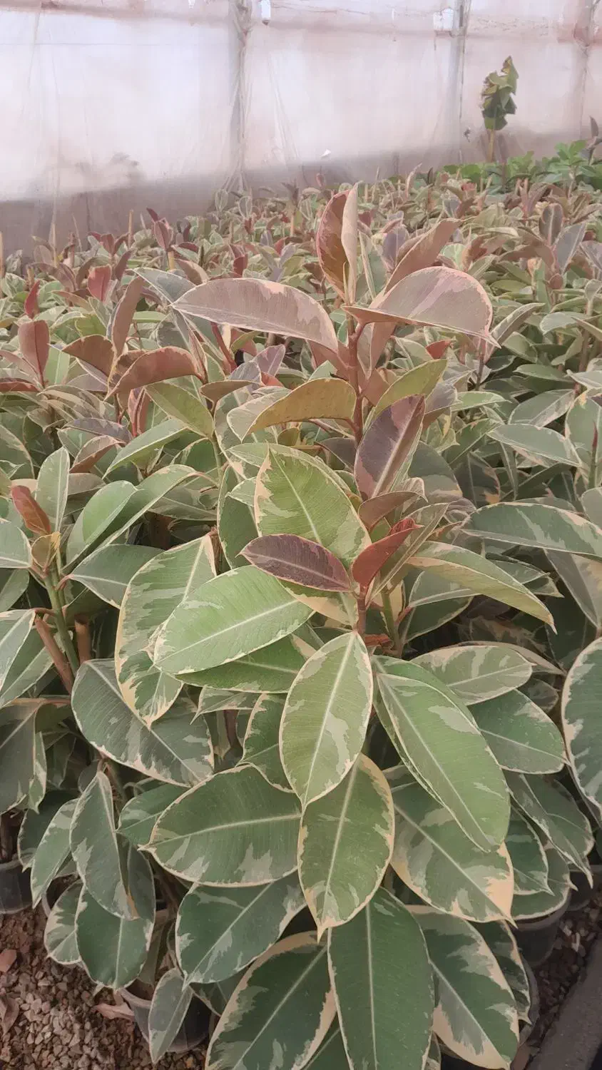 گل فیکوس|گل و گیاه طبیعی|محلات, |دیوار