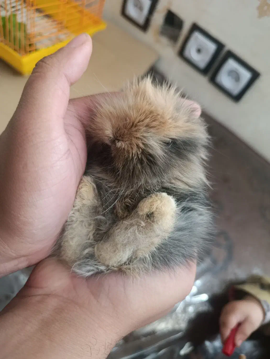 خرگوش لوپ ایتالیایی|موش و خرگوش|کرمان, |دیوار