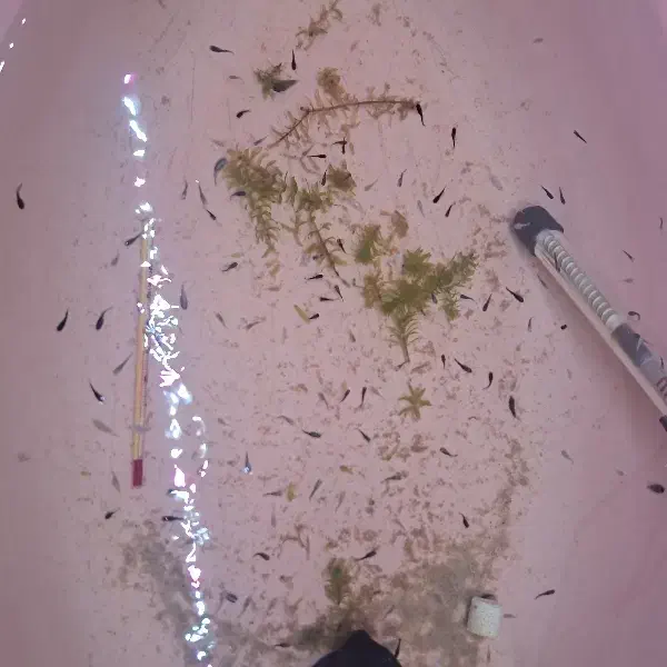 بچه ماهی مولی فروش کلی|ماهی|لاهیجان, کوی خزر|دیوار