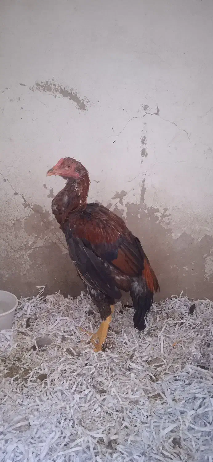 خروس لاری اصیل افغانستان|حیوانات مزرعه|پیشوا, |دیوار