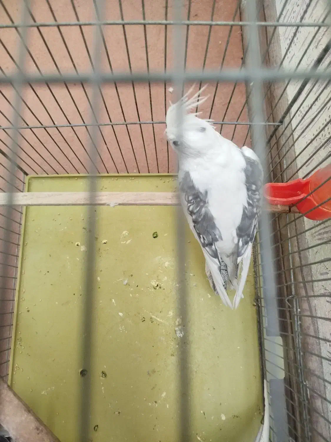 عروس هلندی|پرنده|صدرا-فارس, فاز ۱|دیوار