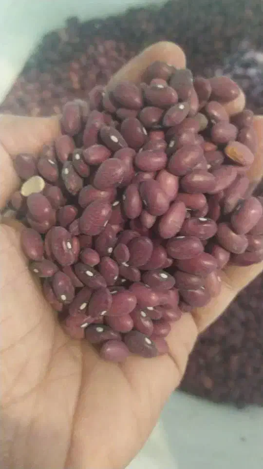 انواع حبوبات ایرانی وخارجی وبرنج کامفیروزی|خوردنی و آشامیدنی|شیراز, شیشهگری|دیوار