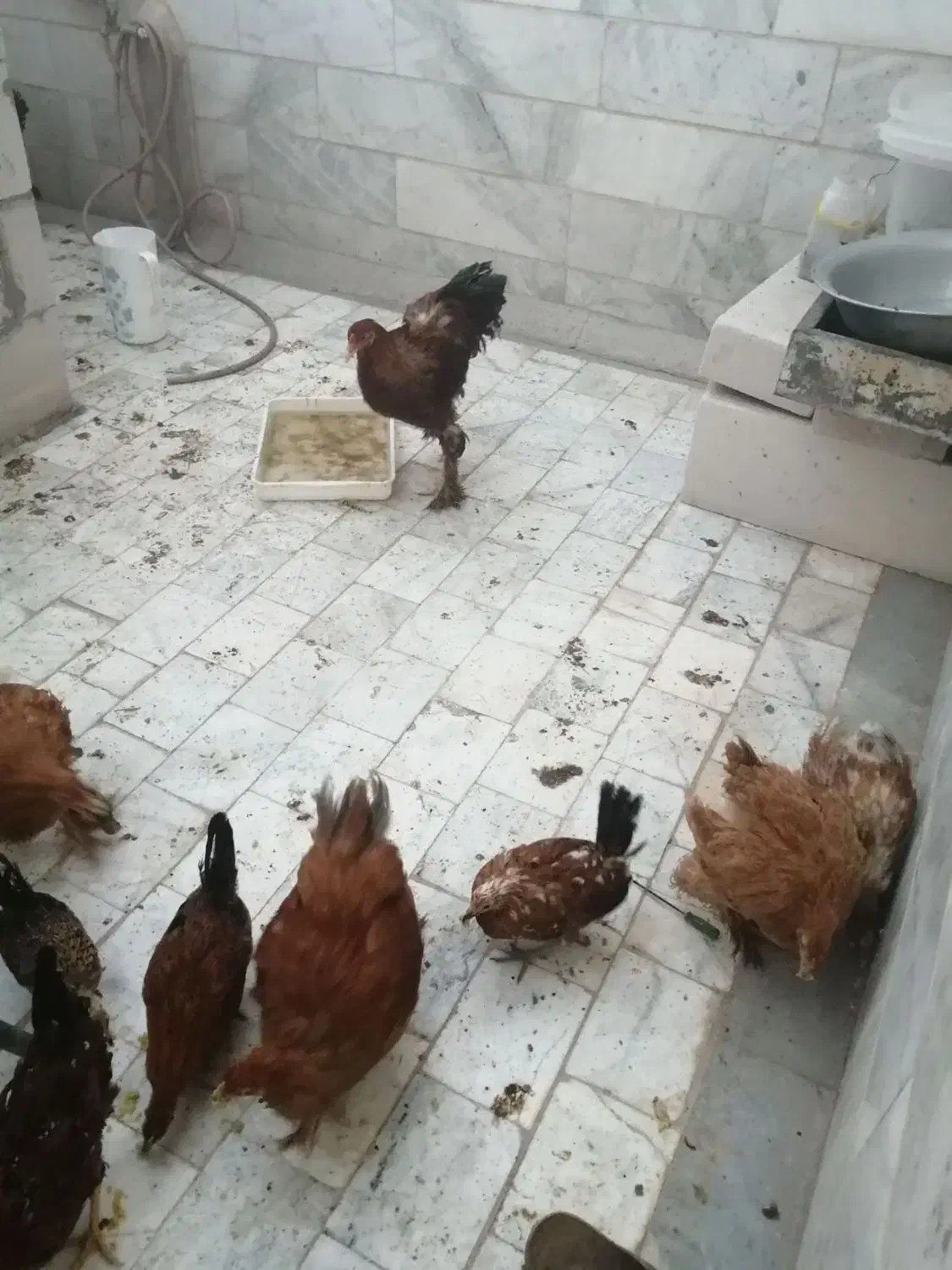 برهما بوف و پاتریچ|حیوانات مزرعه|بیرجند, |دیوار