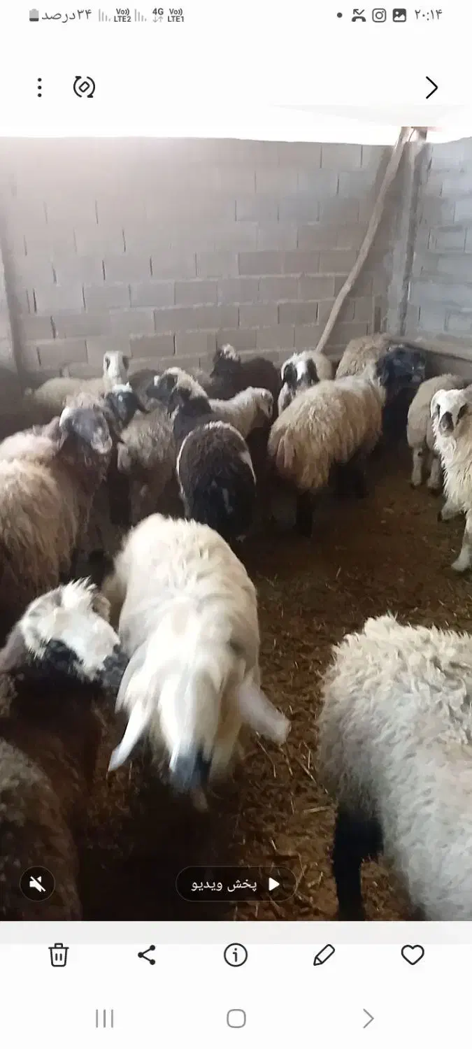 بره نر|حیوانات مزرعه|مرودشت, مجد آباد|دیوار