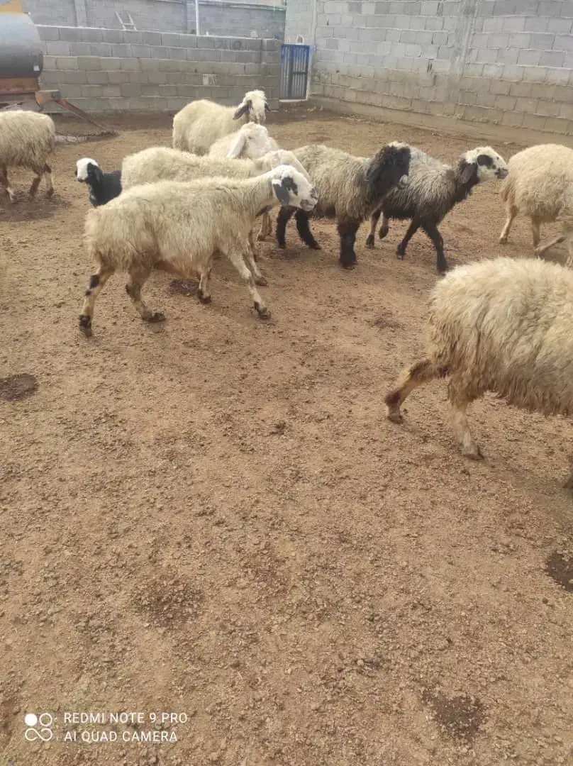 فروش گوسفند|حیوانات مزرعه|زرقان, |دیوار