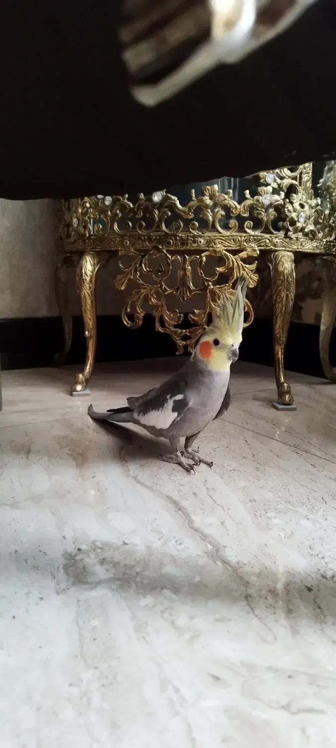 عروس هلندی نر و ماده|پرنده|قدس, شهرک فرزان|دیوار