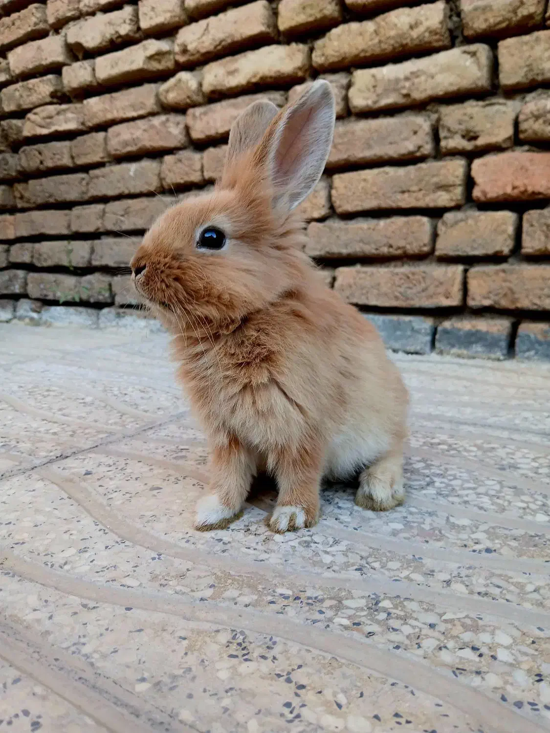 خرگوش لوپ خوشگل و خوشرنگ|موش و خرگوش|شهرکرد, |دیوار