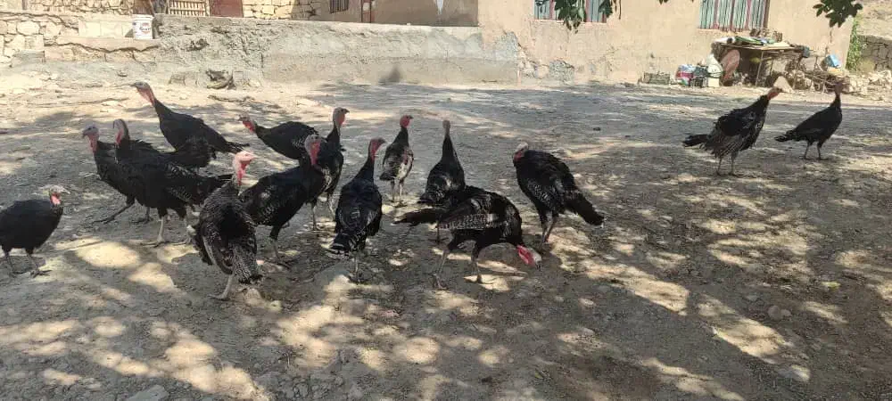 فروش بوقلمون محلی|حیوانات مزرعه|فیروزآباد (فارس), |دیوار