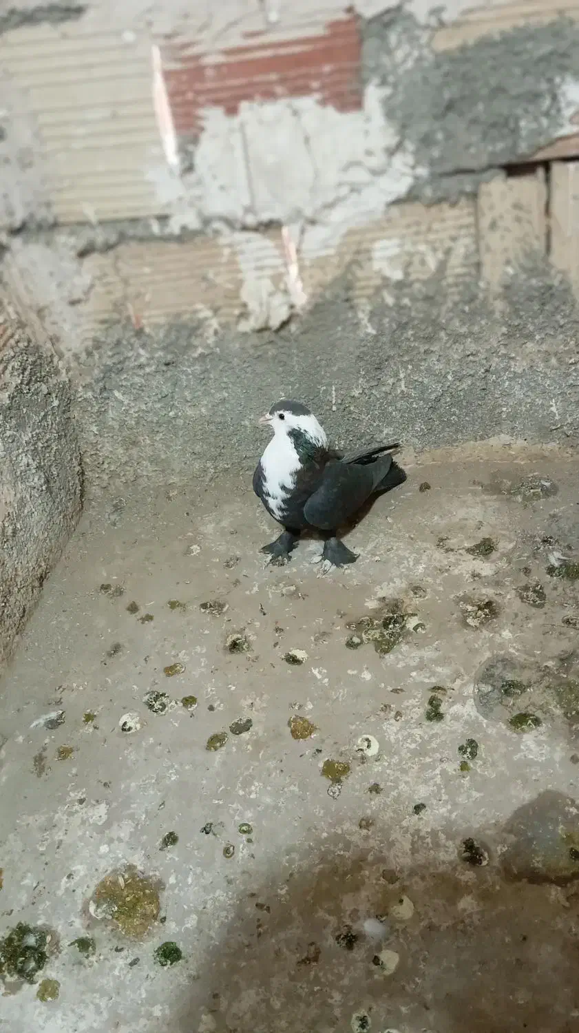 کلاغ کرباتی چپ و ساده|پرنده|چناران, |دیوار