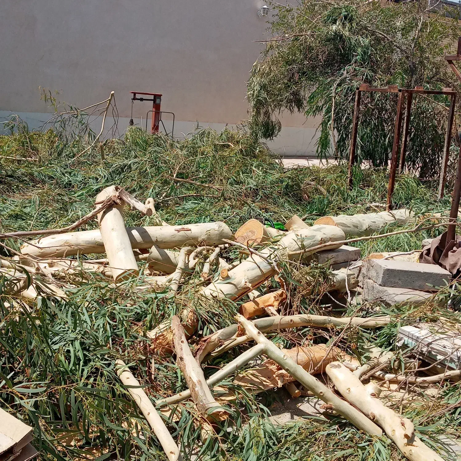 خرید چوب و هرس کردن درختهای مزاحم|خدمات باغبانی و درختکاری|رفسنجان, |دیوار