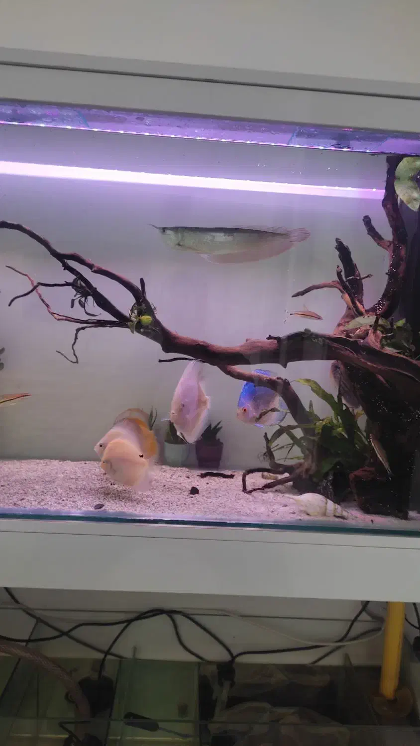 ماهی اروانا|ماهی|سنندج, |دیوار