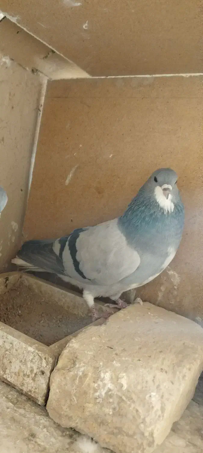 ماده خرقه جفتی کار دمگیر بدرنگ|پرنده|خمینی‌شهر, |دیوار