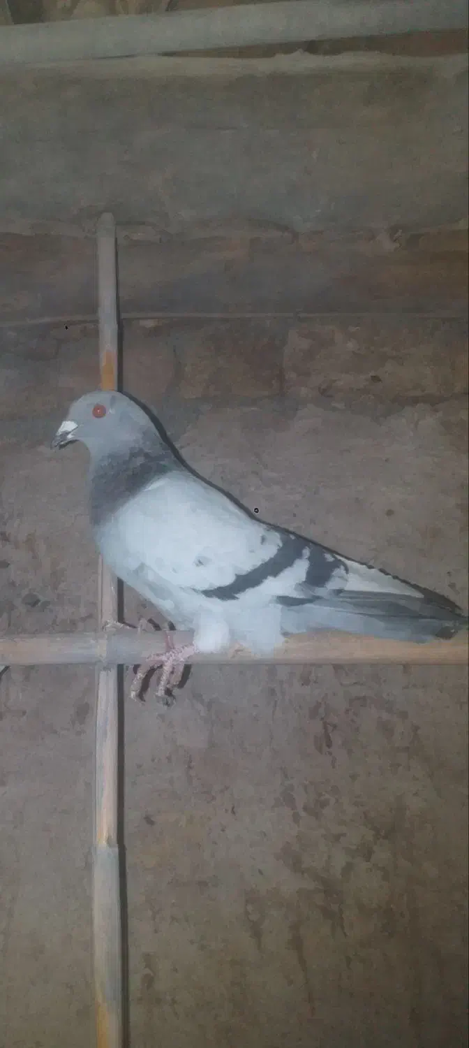 کبوتر خوب|پرنده|بشاریات, |دیوار