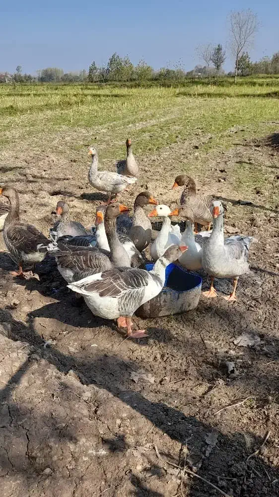 غاز محلی|حیوانات مزرعه|سیاهکل, |دیوار