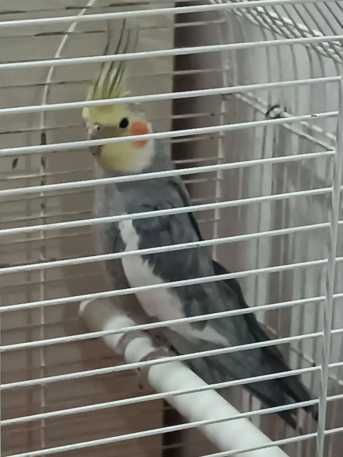 عروس هلندی سینامون نر با قفس|پرنده|تهران, مشیریه|دیوار