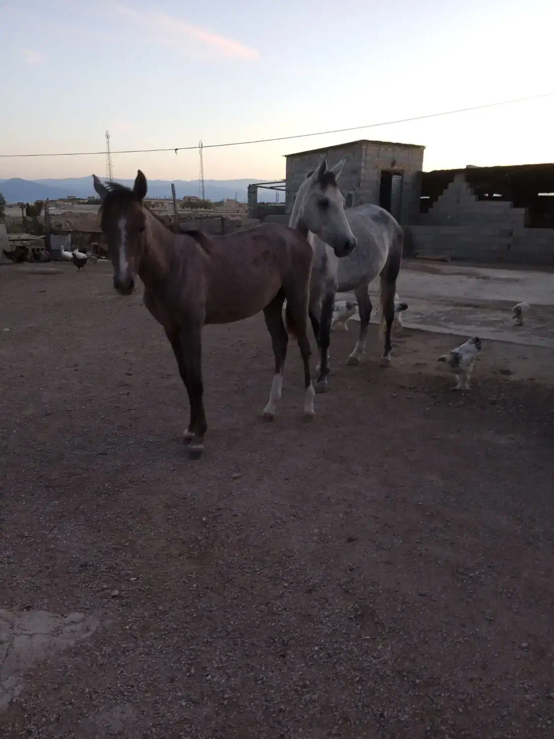 اسب ابستن ترکمن با کره ماده|اسب و تجهیزات اسبسواری|گنبد کاووس, |دیوار