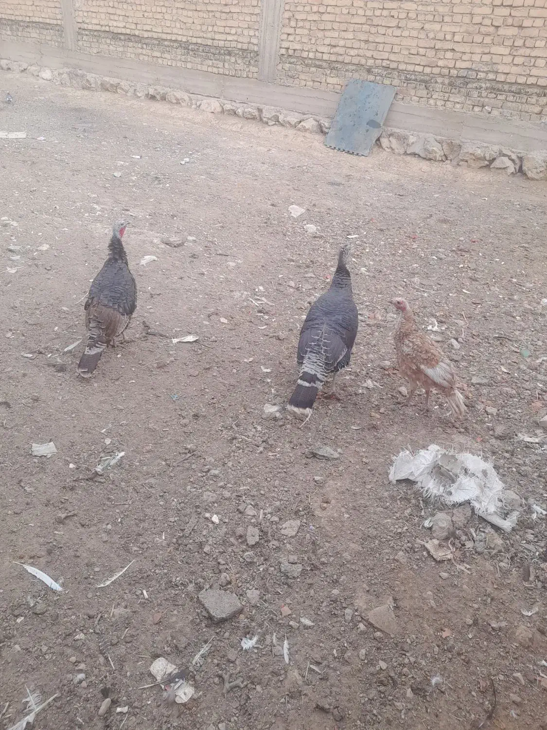 بوقلمون|حیوانات مزرعه|شهرکرد, |دیوار