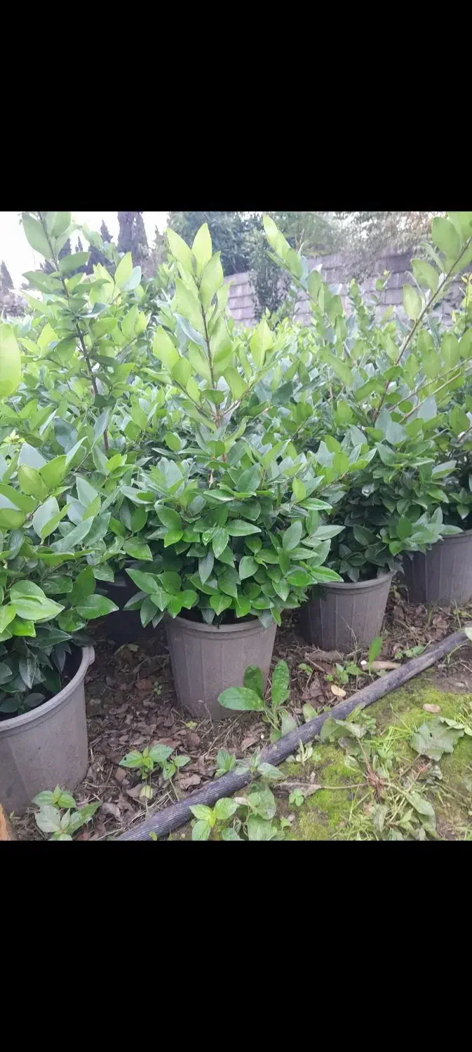 یاس هلندی سطل ۱۰|خدمات باغبانی و درختکاری|چابکسر, |دیوار