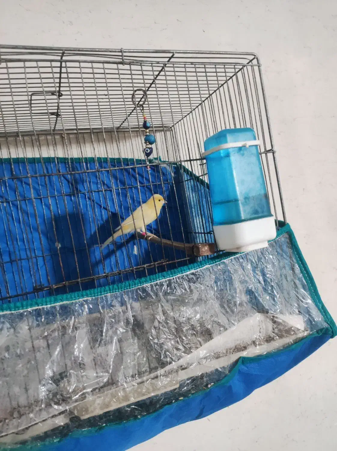 تعدادی قناری|پرنده|پاکدشت, پاکدشت (مامازند)|دیوار