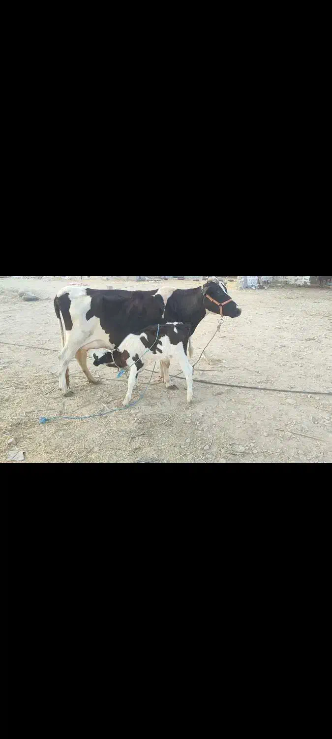 فروش گاو شیری|حیوانات مزرعه|لامرد, |دیوار