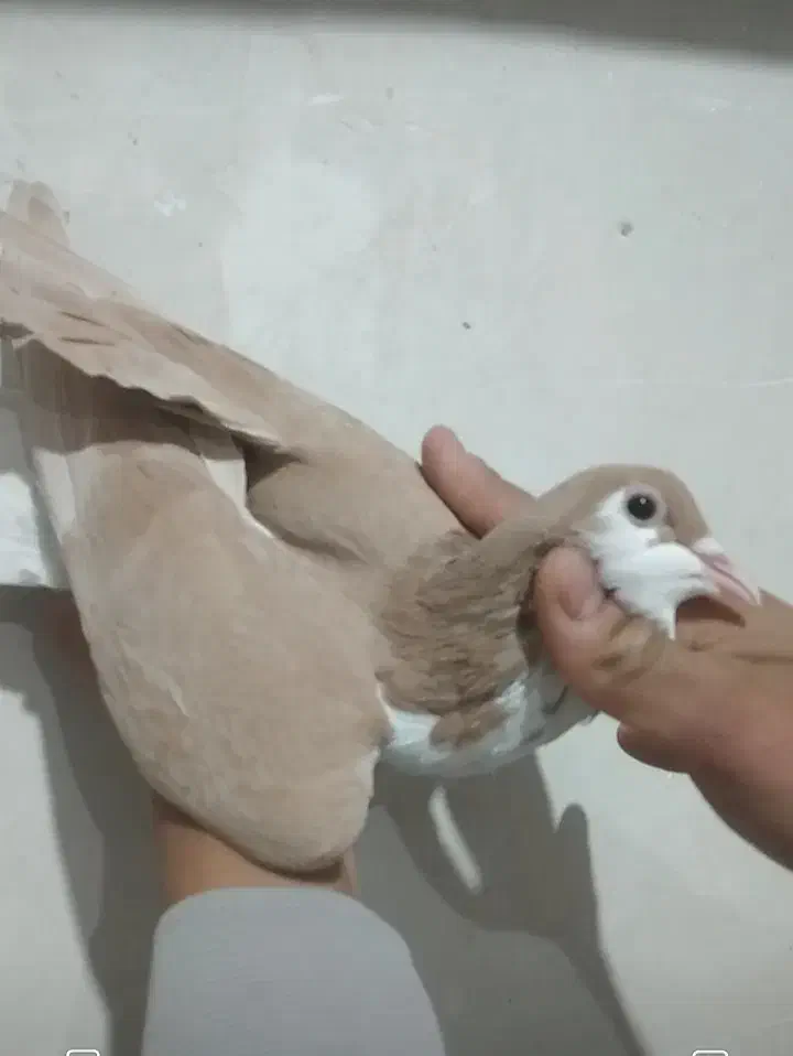 کلاغ قشنگ|پرنده|نیشابور, گنبد سبز|دیوار