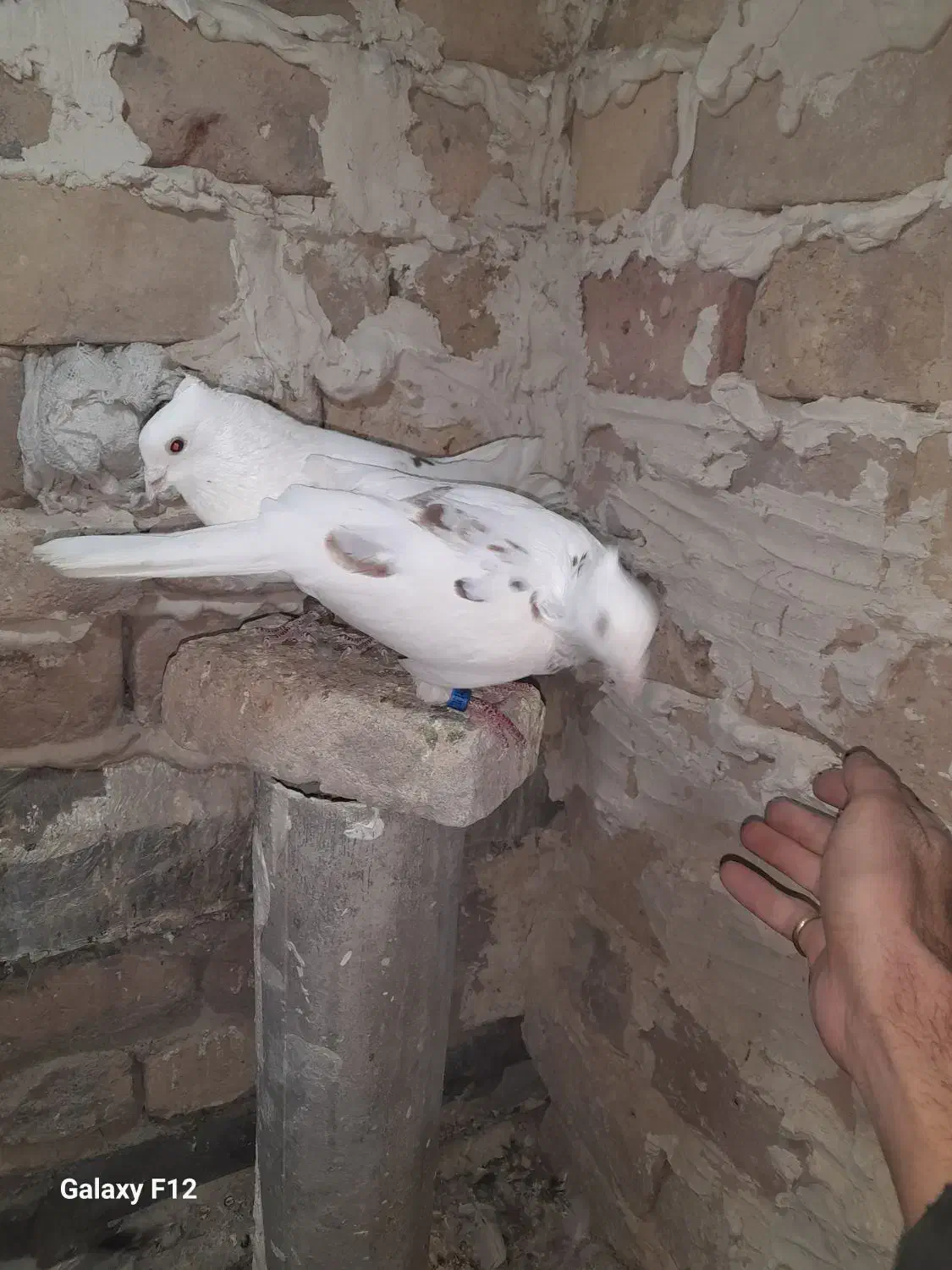 کفتر .سار کاکلی ساده افشون|پرنده|فریمان, |دیوار