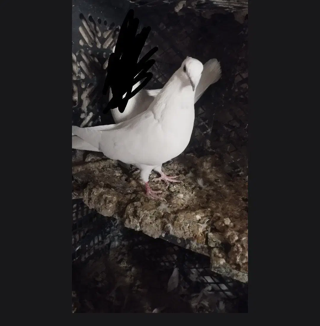 کبوتر|پرنده|گیان, |دیوار