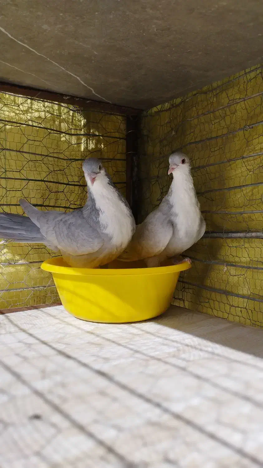 کبوتر ریش نقره ای|پرنده|قائن, |دیوار