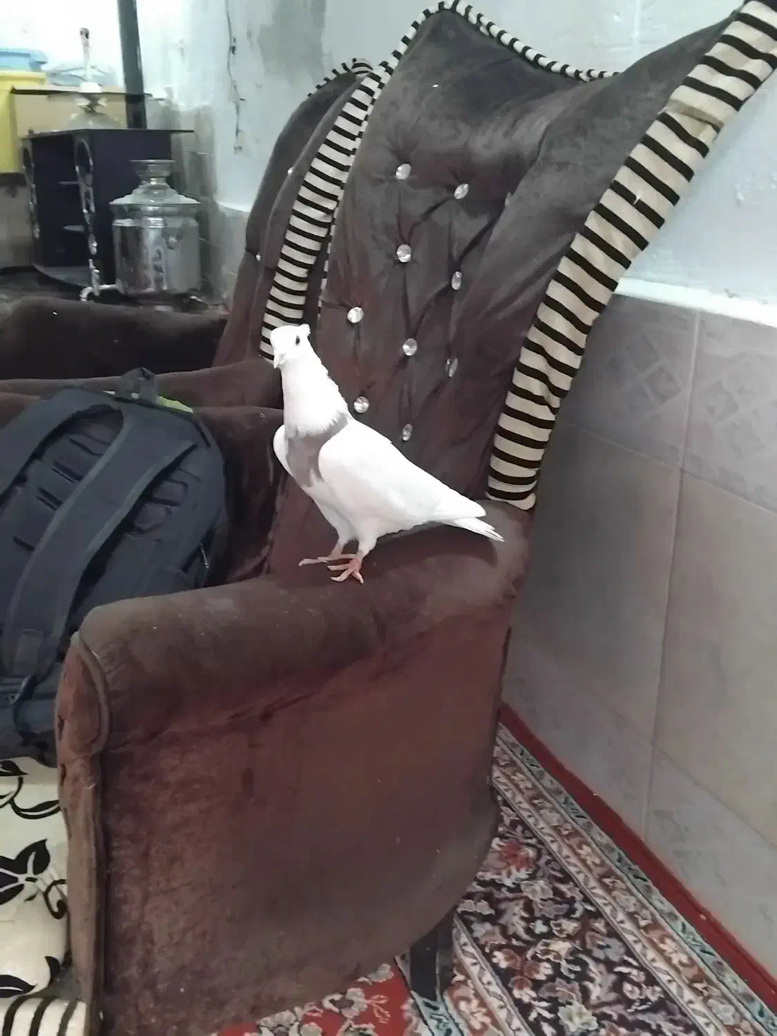 کبوتر دوبالی وطوقی وسبز ساده سرخ|پرنده|گرگان, |دیوار