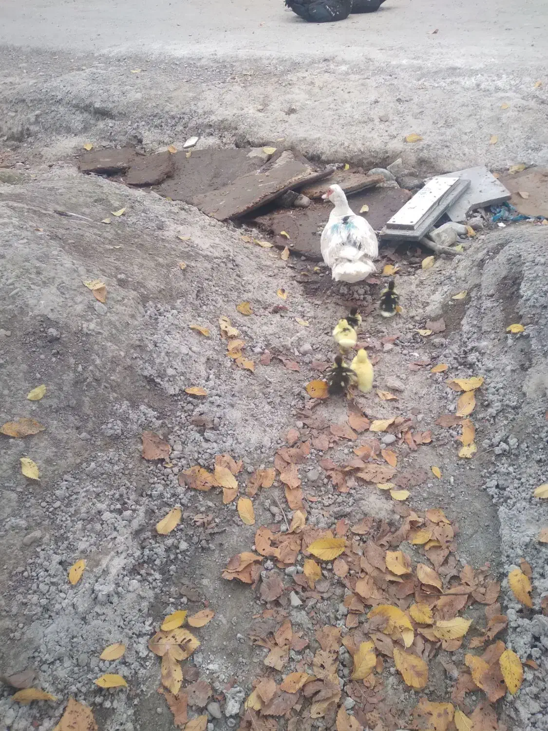 اوردک اسراییلی با جوجه|حیوانات مزرعه|رشت, حومه رشت|دیوار