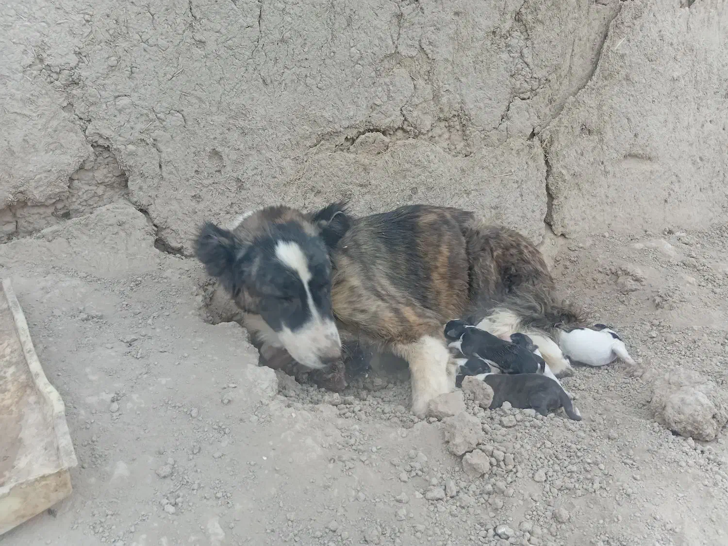 سگ نرولاس|سگ|اصفهان, پرتمان|دیوار