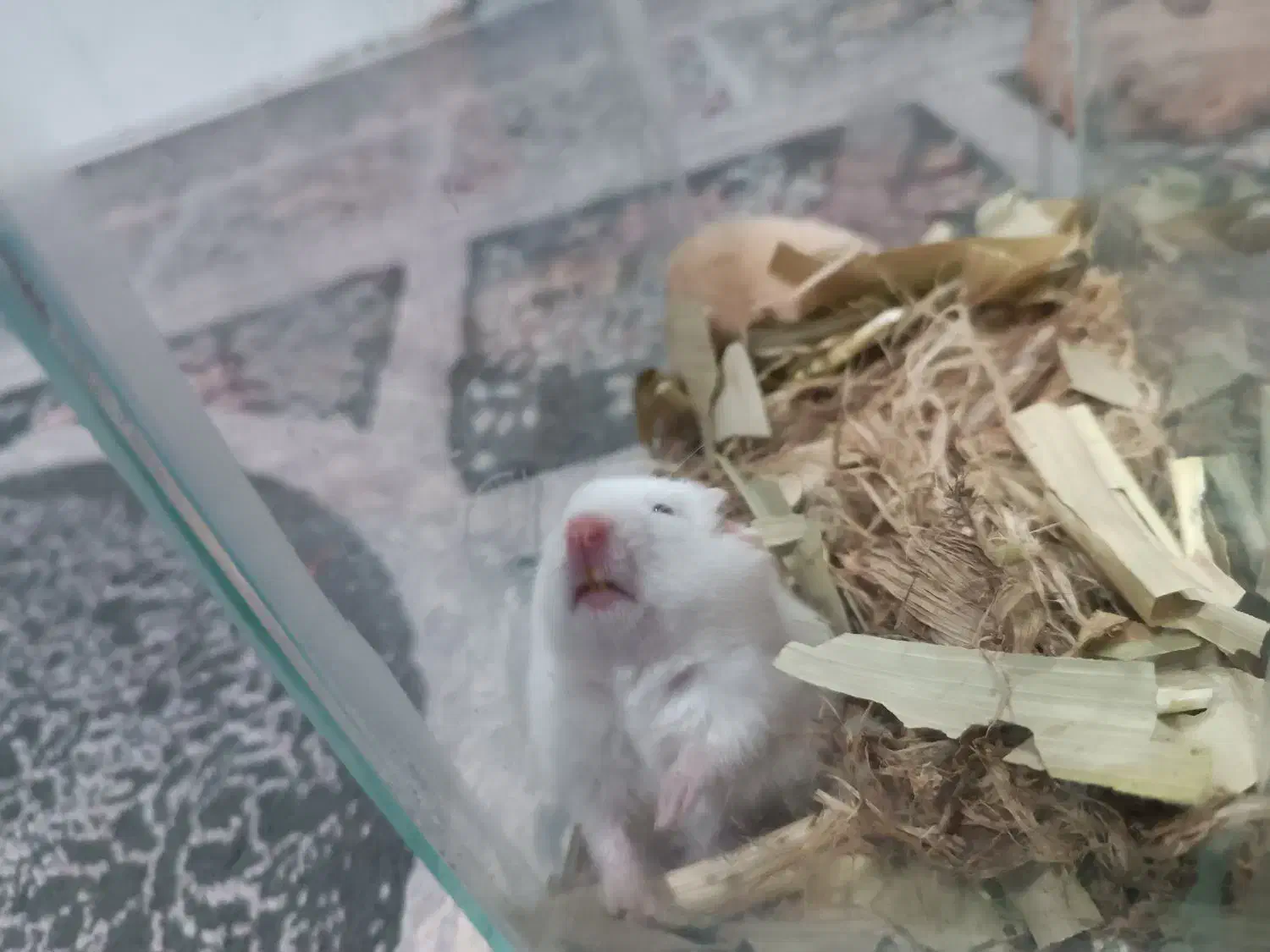 همسترحیوان خانگی|موش و خرگوش|مشهد, شیرحصار|دیوار