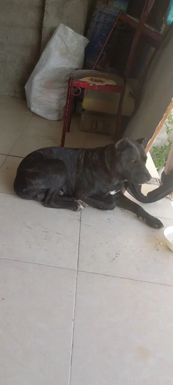 سگ پیتبول رنگ مشگی دوساله هست|سگ|فرح آباد, |دیوار