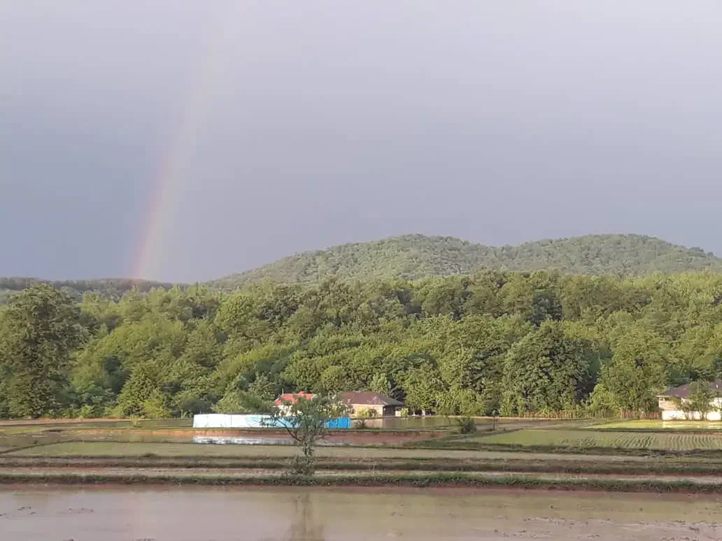 شالی 3000متری|فروش دفتر صنعتی، کشاورزی، تجاری|توتکابن, |دیوار