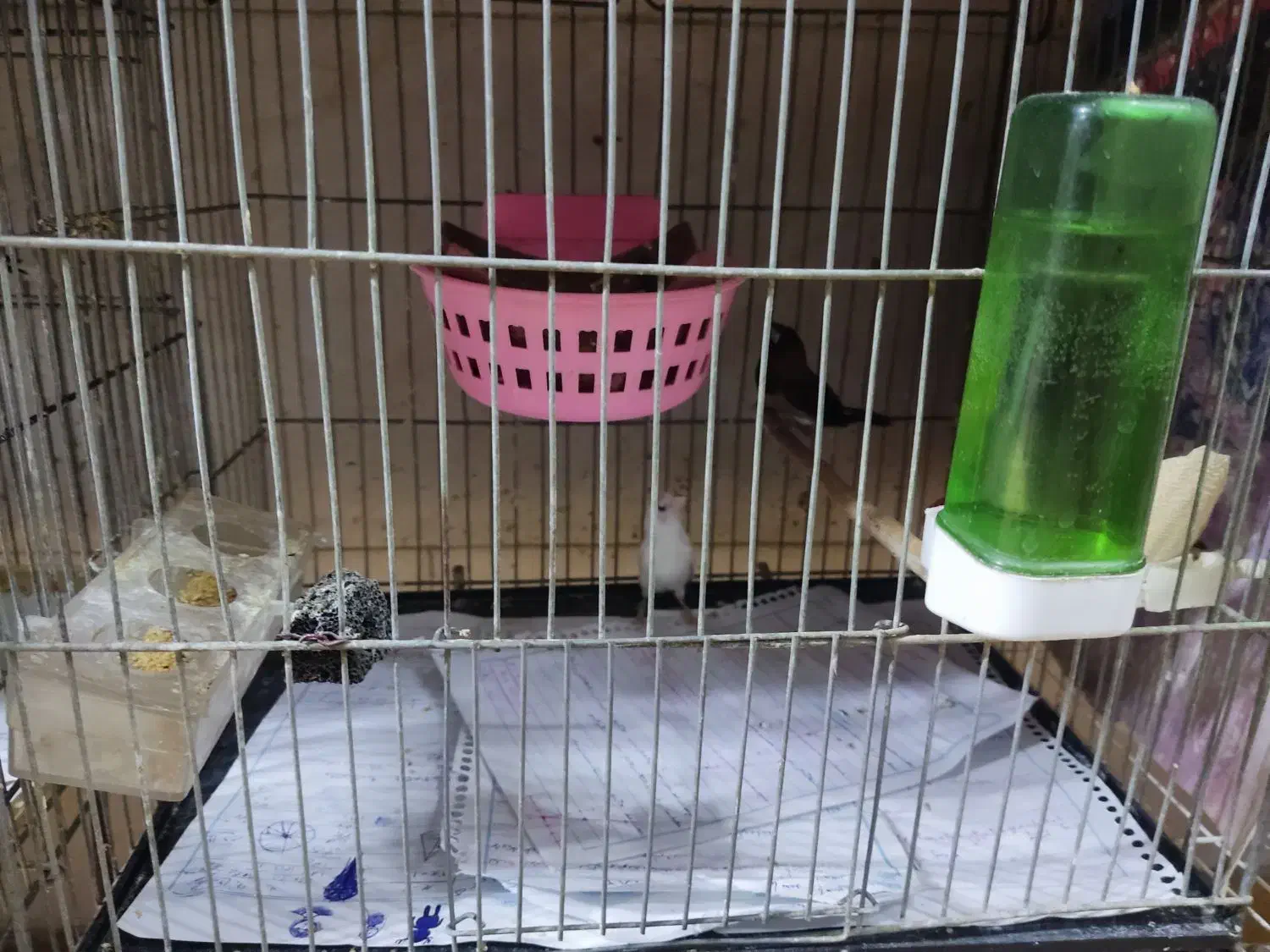 فنج بنگالی صحیح وسلامت|پرنده|پاکدشت, پاکدشت (مامازند)|دیوار