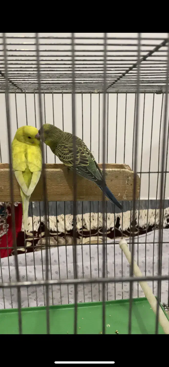 سه عدد مرغ عشق|پرنده|خرم‌آباد, |دیوار