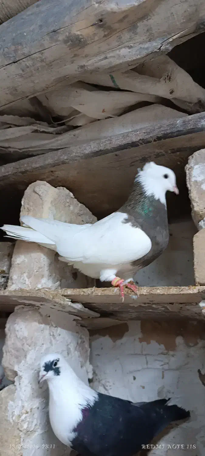 طوقی ماده|پرنده|مانه, |دیوار