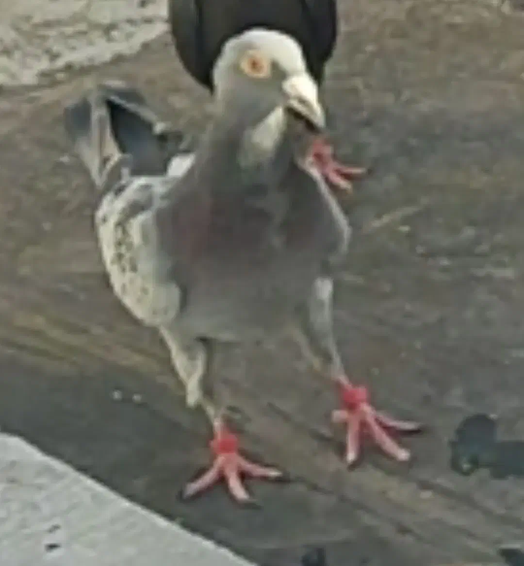 کفتر کاکلی نر گمشده|حیوانات|همدان, |دیوار