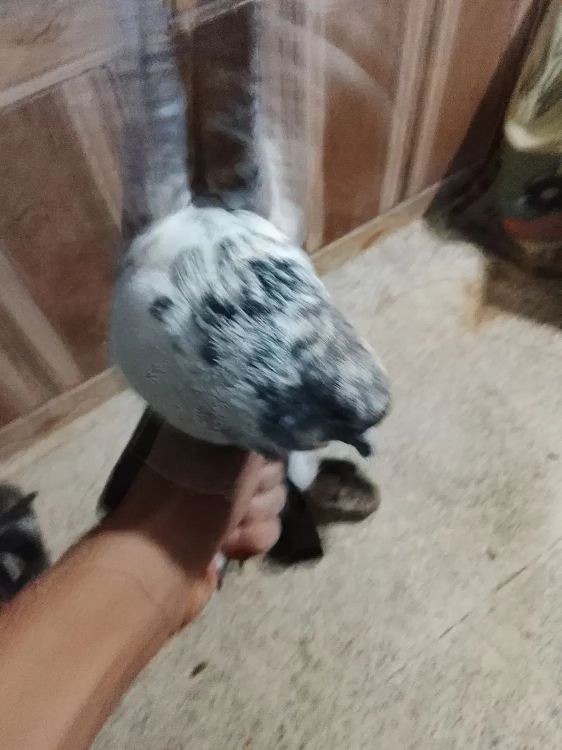 کفتر پرشی و پلاک جفت|پرنده|سیسخت, |دیوار