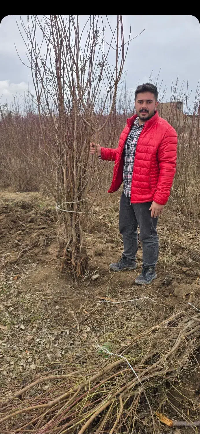 فروش انواع نهال بادام ارگانیک و میوهدهی بالا|خدمات باغبانی و درختکاری|کوهپایه, |دیوار