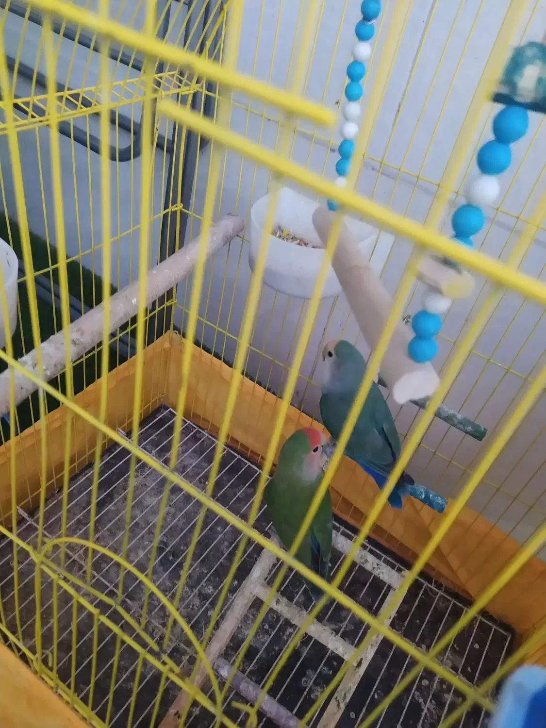 یه جفت طوطی برزیلی|پرنده|دزفول, |دیوار