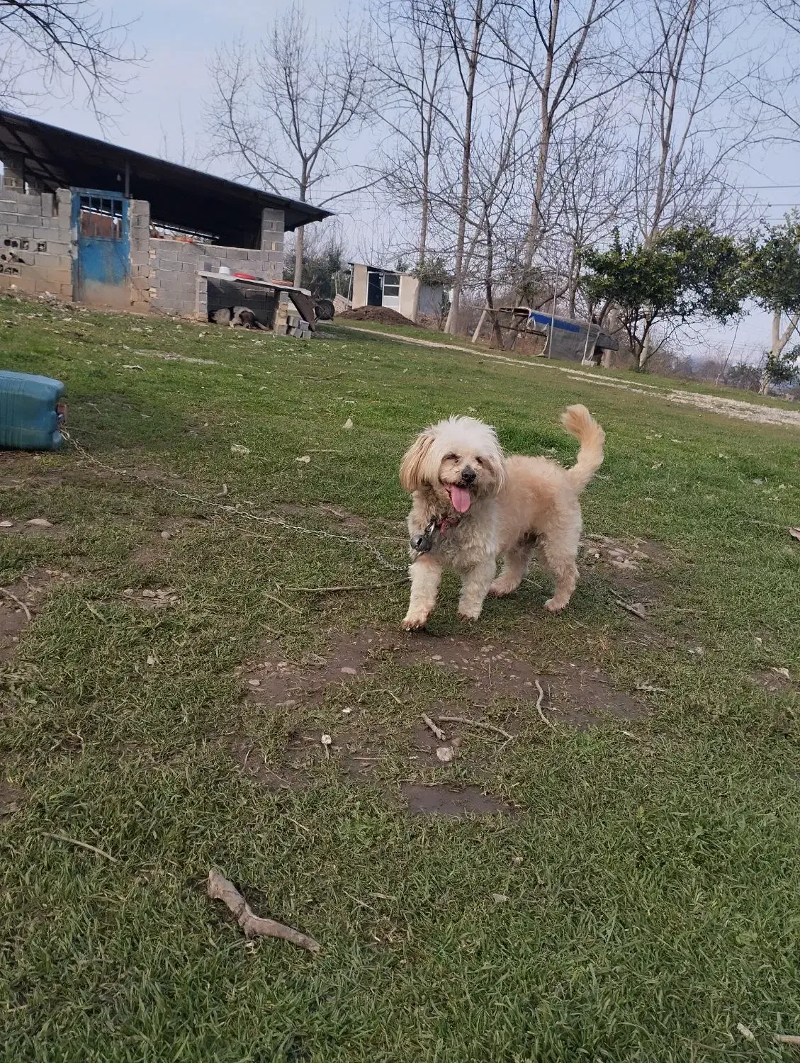 سگ نرنژادشیتزو|سگ|ساری, |دیوار