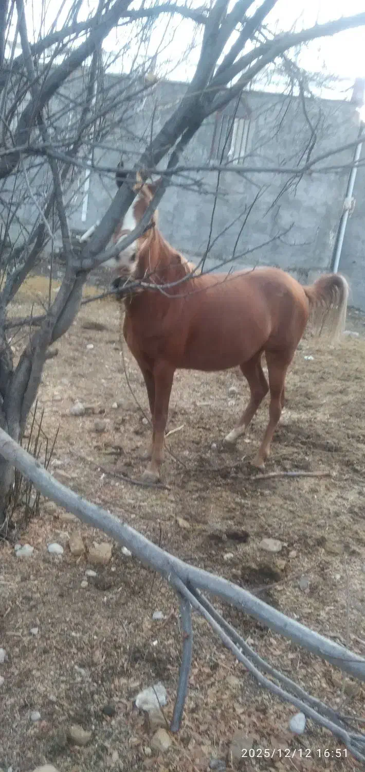 اسب|اسب و تجهیزات اسب‌سواری|الشتر, |دیوار