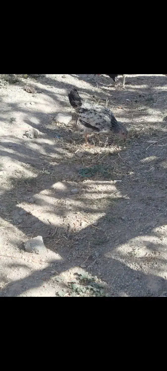 واروک|حیوانات مزرعه|دهگلان, |دیوار