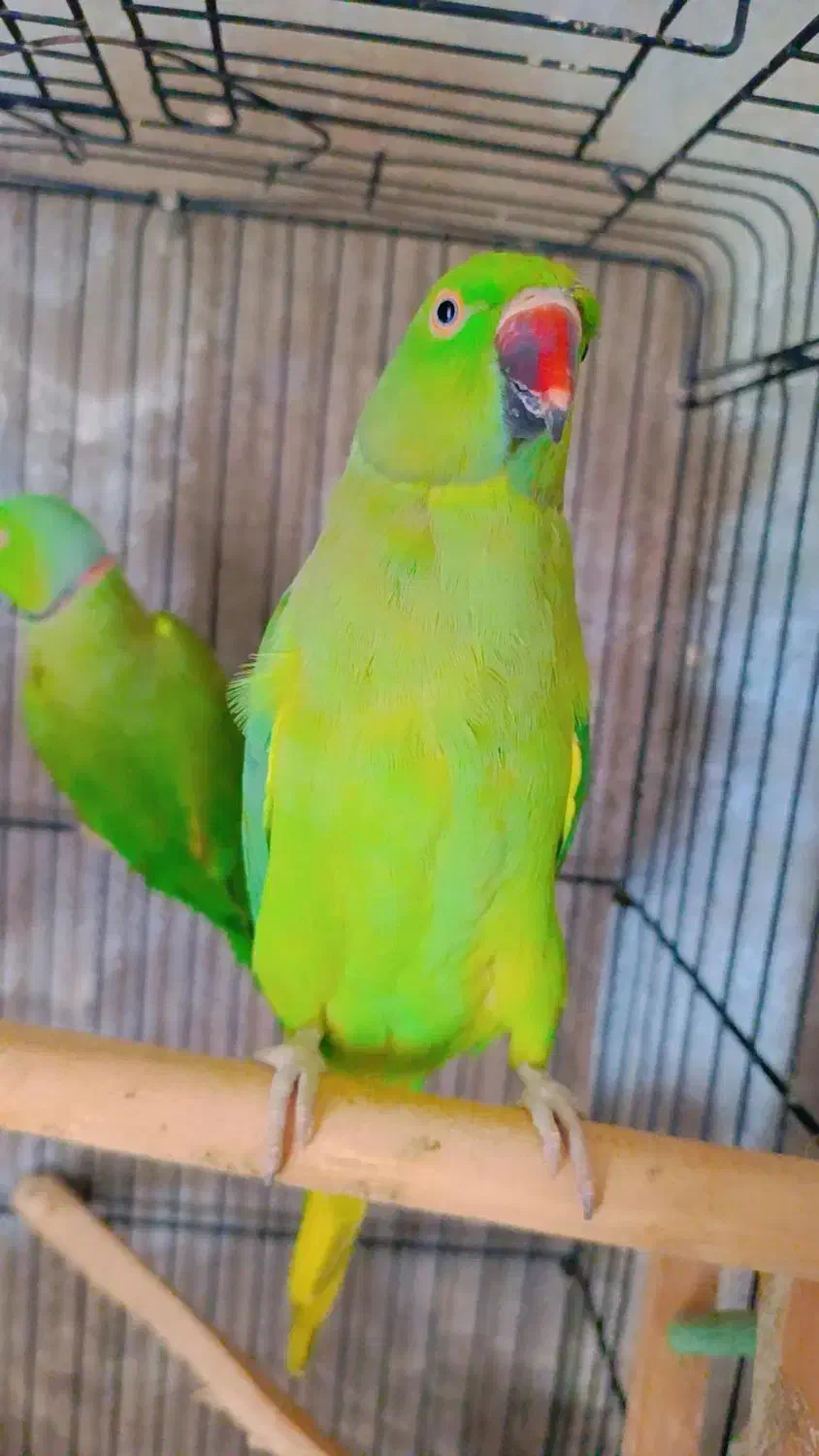 ملنگو مولد|پرنده|ساری, |دیوار