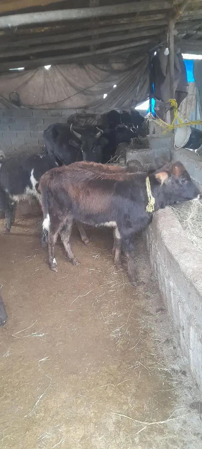 فروش فوری ۶گوساله نر محلی|حیوانات مزرعه|بابکان, |دیوار