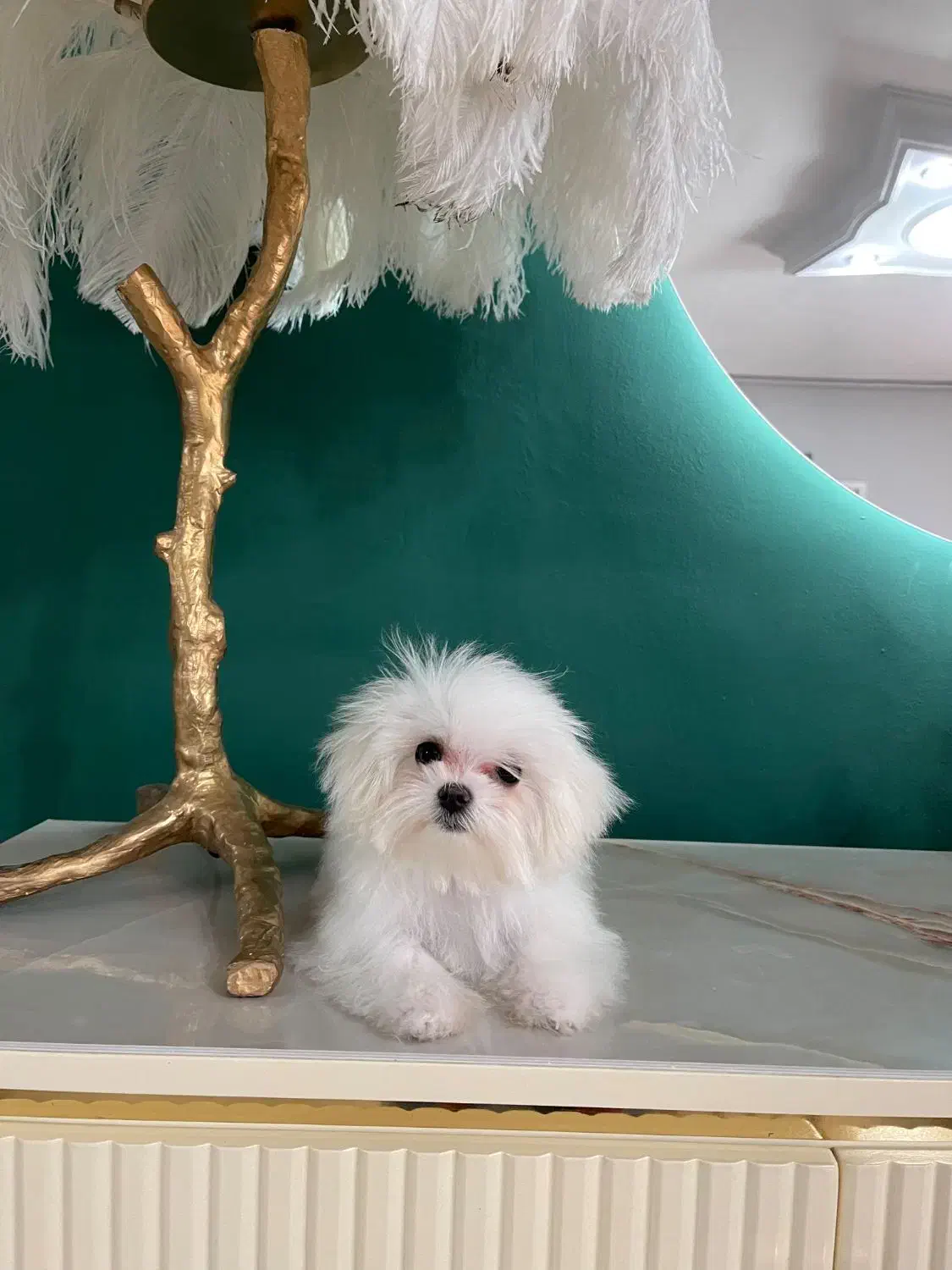 مالتیز اصیل با ضمانت|سگ|محمدشهر, محمدشهر|دیوار