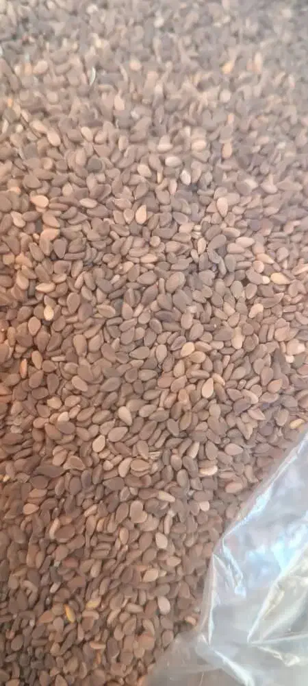 کنجدامسالی تمیز و بدون فضله|خوردنی و آشامیدنی|شیراز, فلکه گاز|دیوار