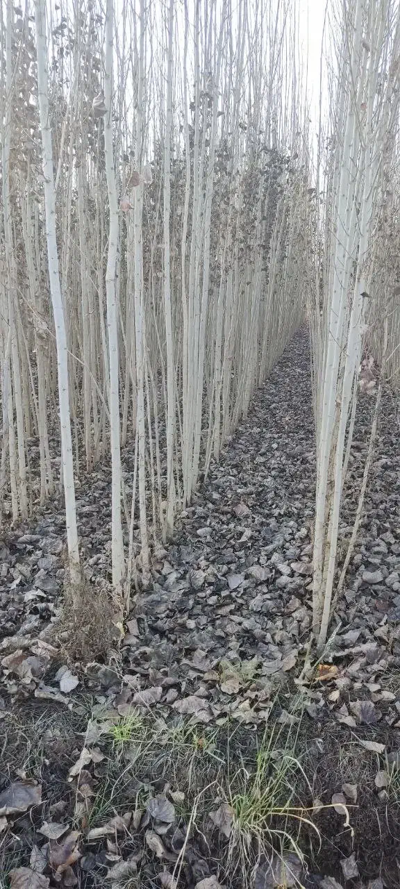 نهال صنوبر ، رشد باورنکردنی|خدمات باغبانی و درختکاری|بانه, |دیوار