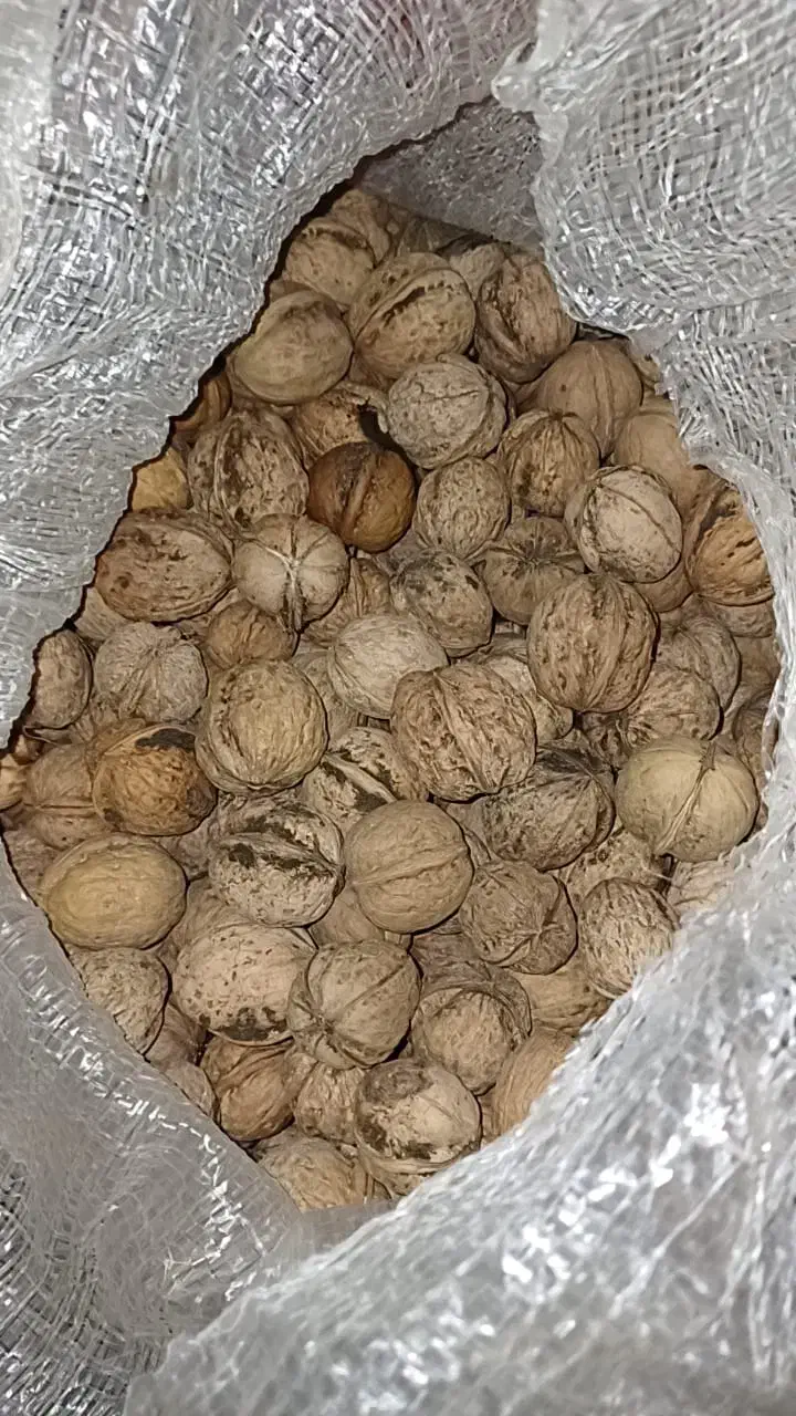 گردو تازه به شرط|حراج|خرم‌آباد, |دیوار